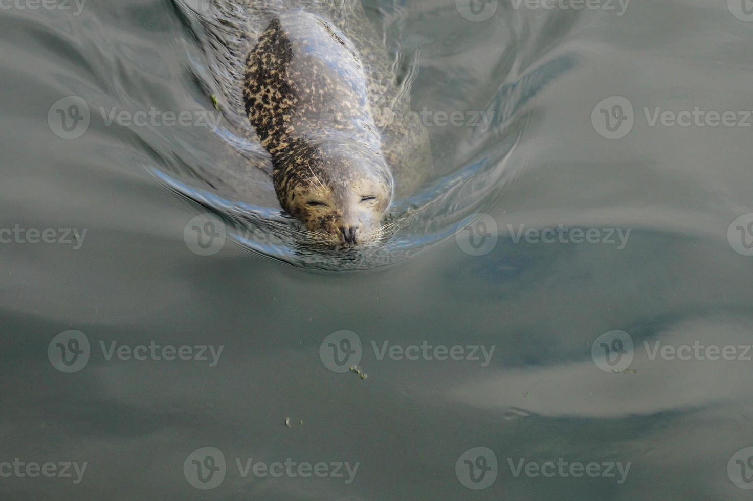 focas grises salvajes halichoerus grypus en la costa alemana del mar del norte foto