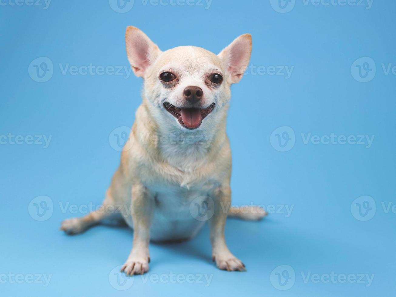 healthy brown  short hair chihuahua dog, sitting on blue  background, smiling with his tongue out and looking at camera, isolated. photo