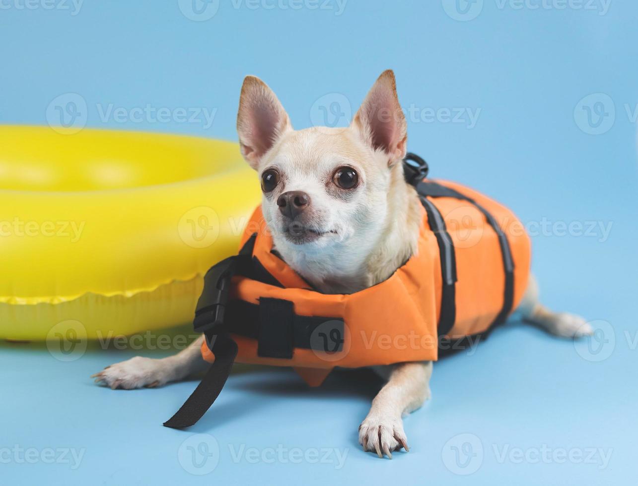 lindo perro chihuahua de pelo corto marrón con chaleco salvavidas naranja o chaleco salvavidas acostado junto al anillo de natación amarillo, aislado en fondo azul. foto