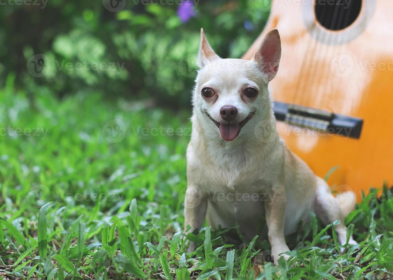 happy brown short hair chihuahua dog sitting on green grass with acoustic  guitar in the garden, smiling with his tongue out photo