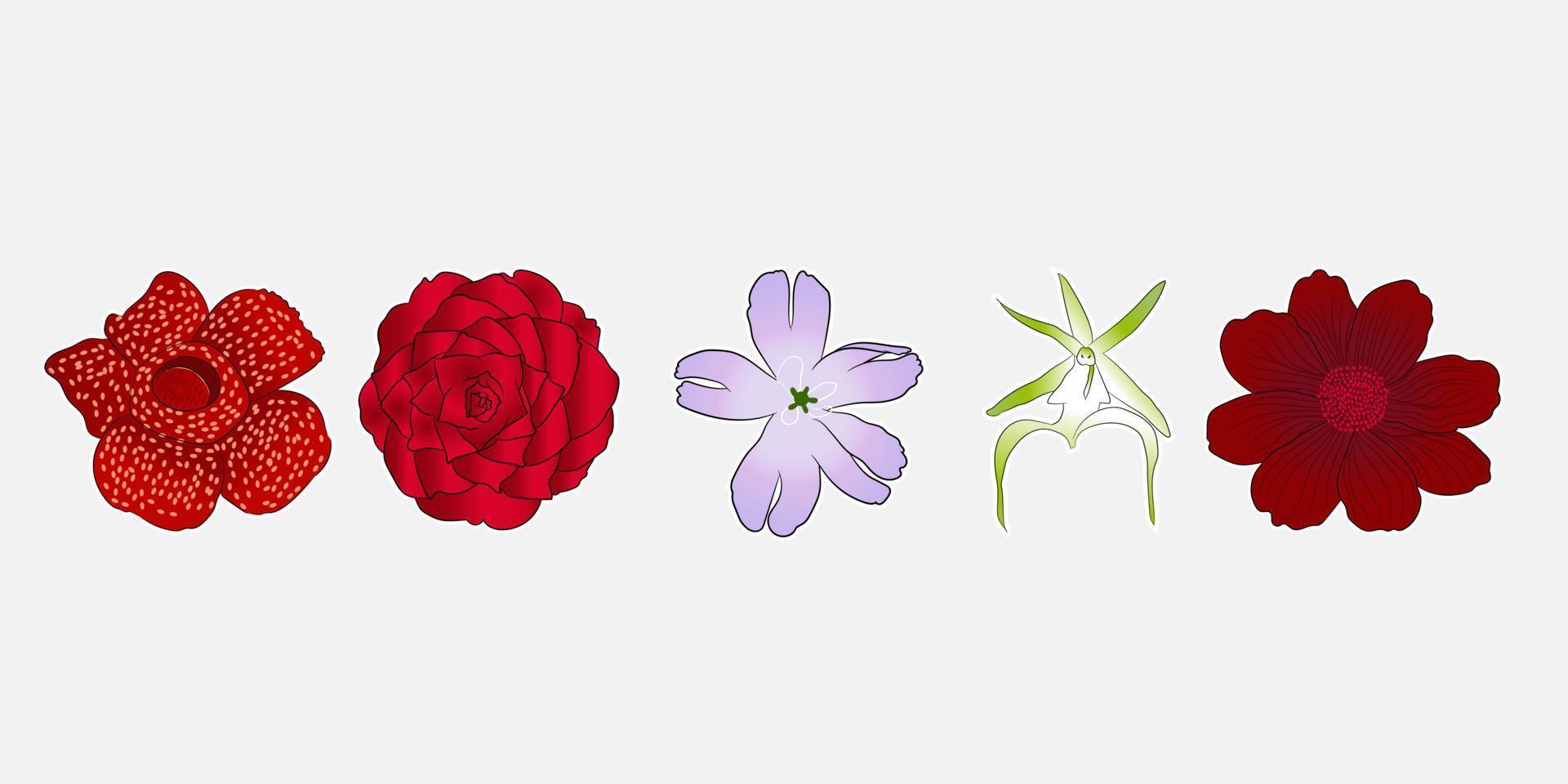 diseño de ilustración de flores raras como rafflesia arnoldii, rojo medio, campion de gibraltar, orquídea fantasma, cosmos de chocolate vector