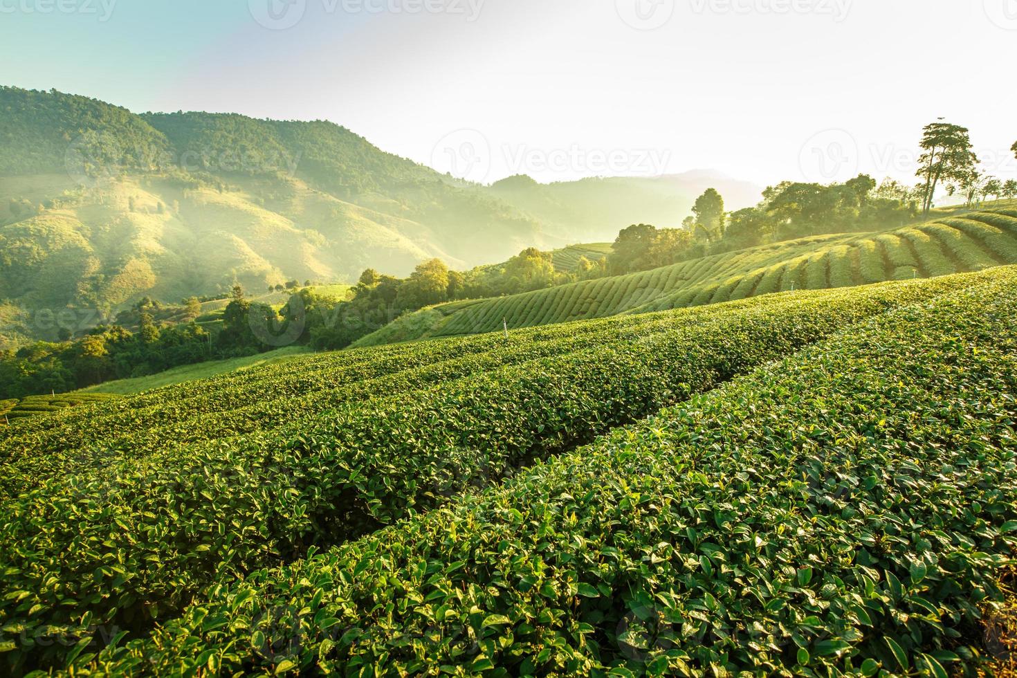 vista del amanecer del paisaje de la plantación de té en 101 chiang rai tea, al norte de tailandia, color vibrante y efecto solar foto