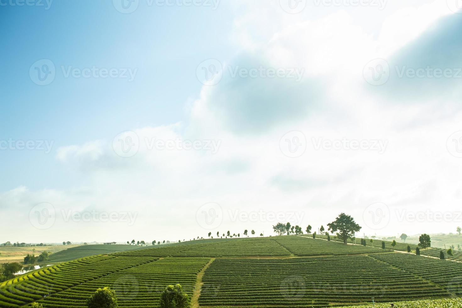 Tea Plantation in Chiang Rai,North of Thailand, Vibrant color and Sun effect photo