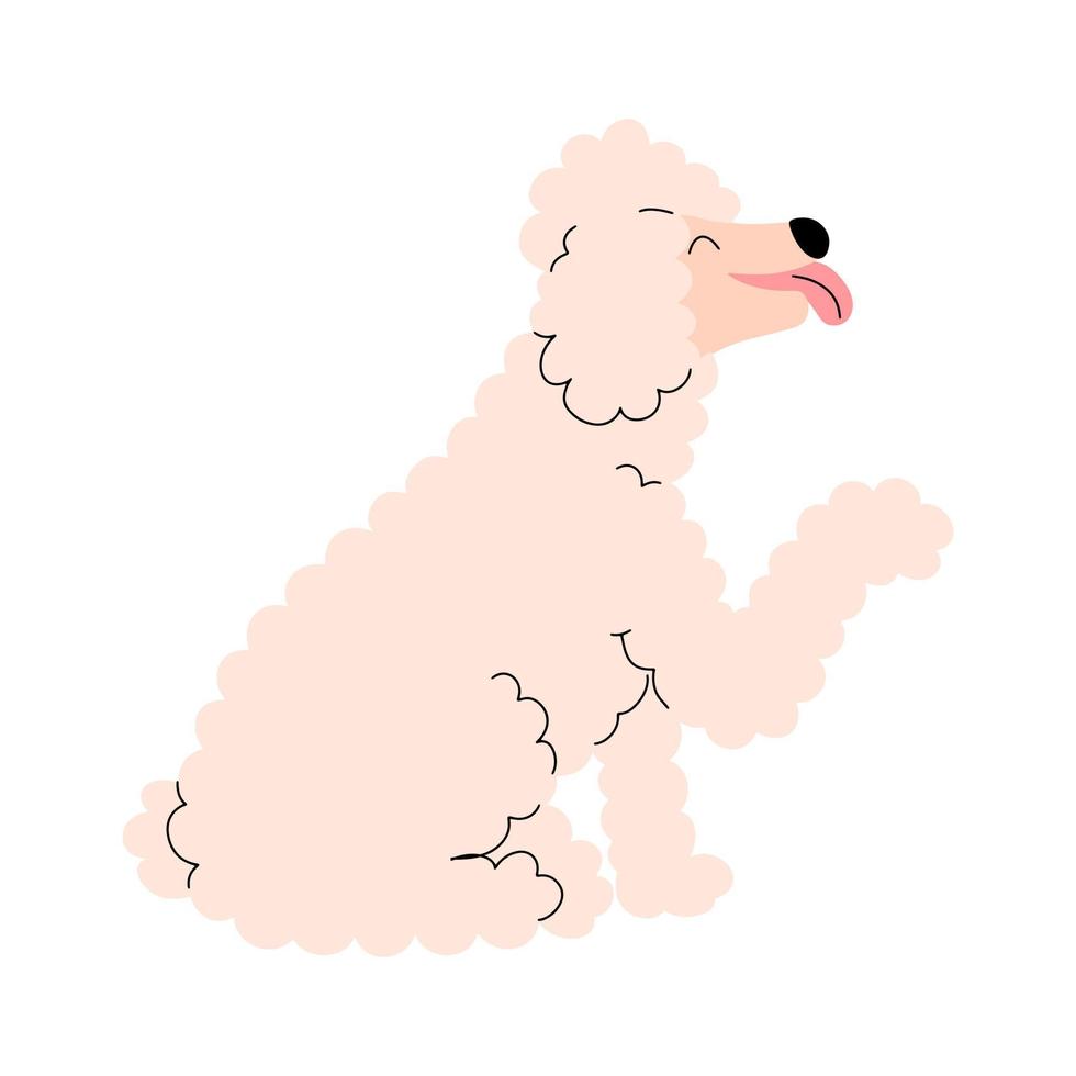 Portrait of a positive poodle with his tongue hanging out and his paw raised. Vector illustration in flat style