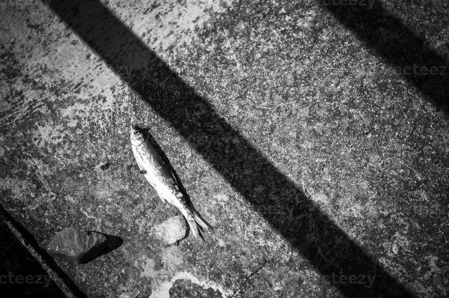 Minimal still life image of a dead fish with a fly on concrete surface in black and white. photo