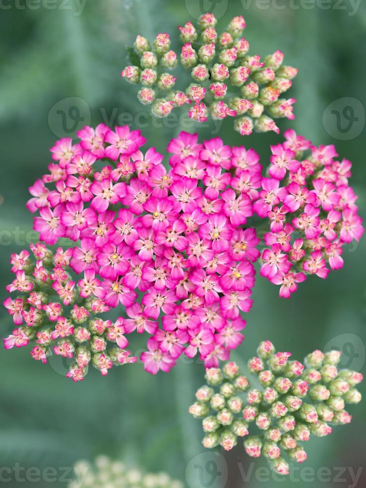 The pink blooms of a yarrow, achillea millefolium, seen from above. photo