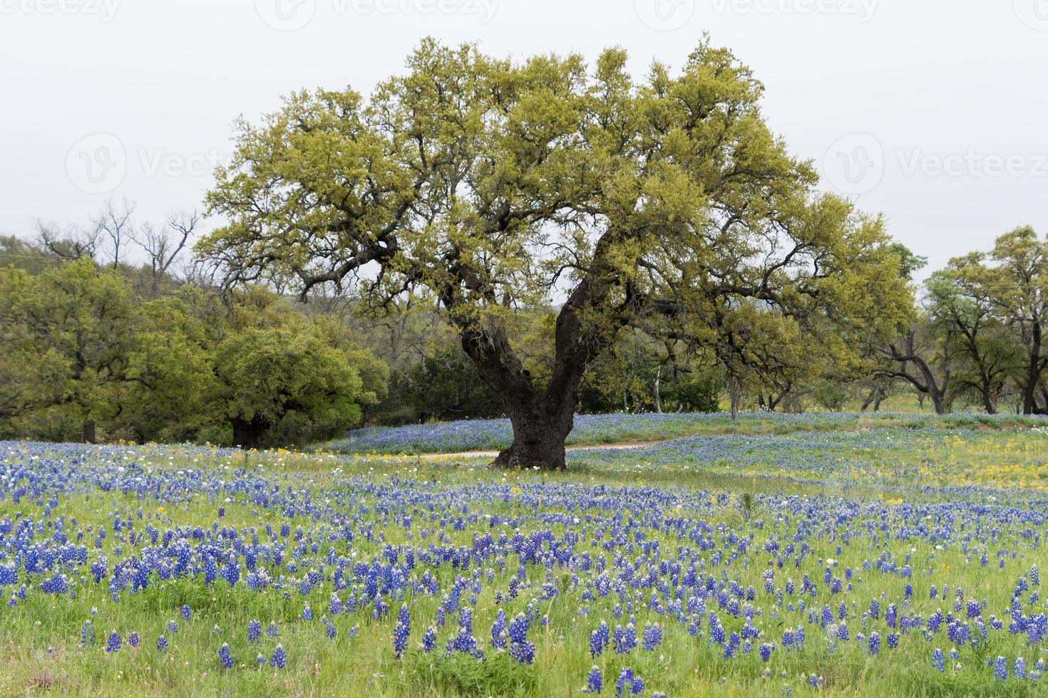 A lone tree in a field of bluebonnets in the Texas Hill Country. photo