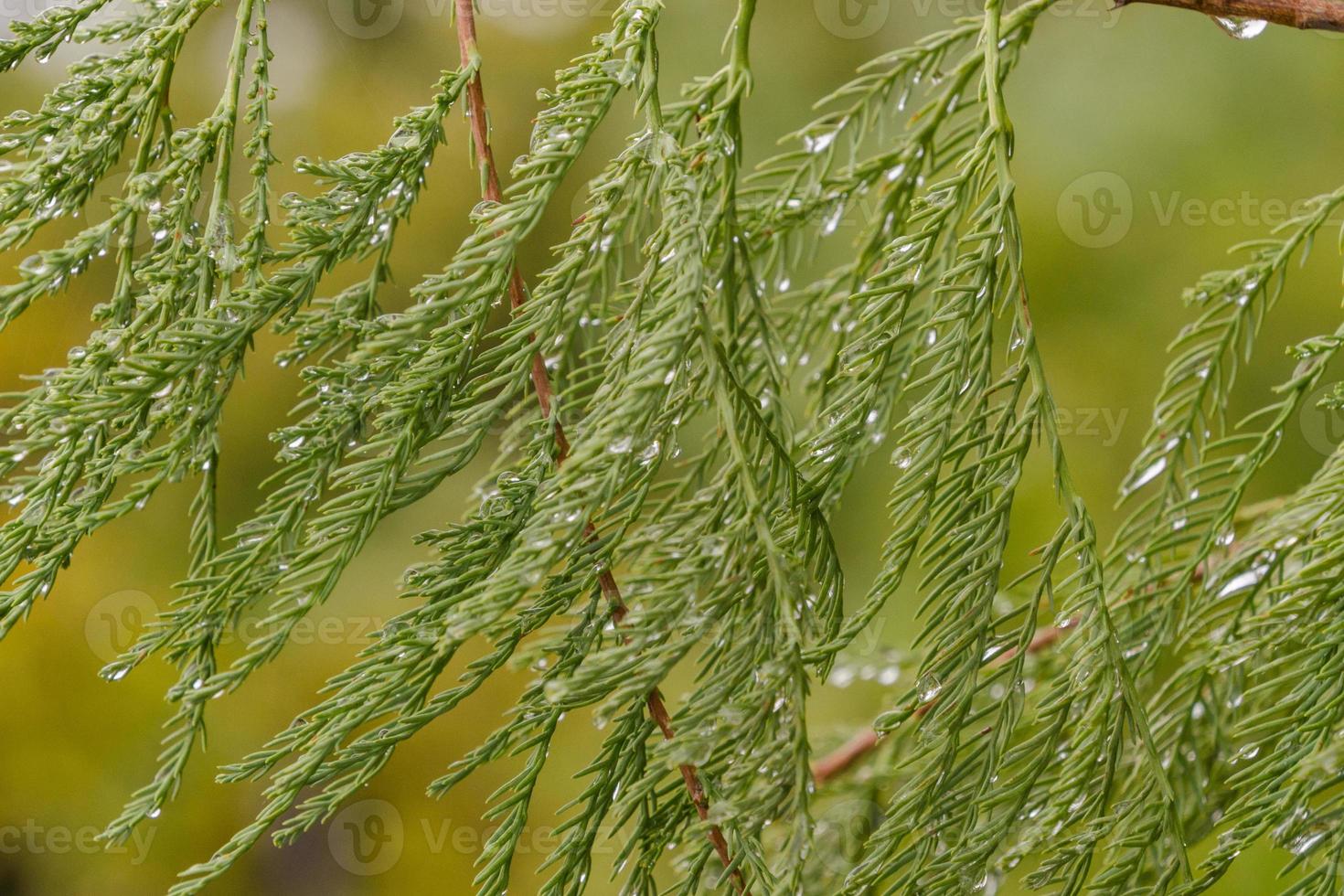 Close-up of rain drops on a bald cypress tree. photo