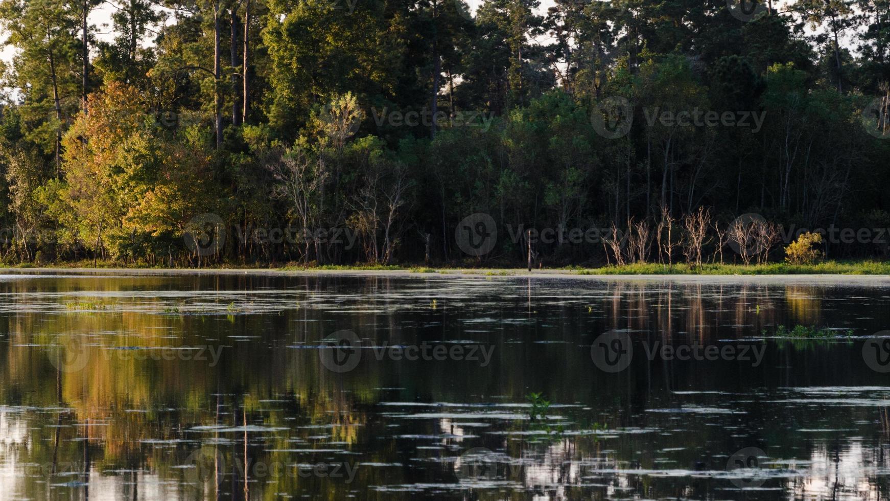 A panorama of a forest and a pond at sunrise. photo