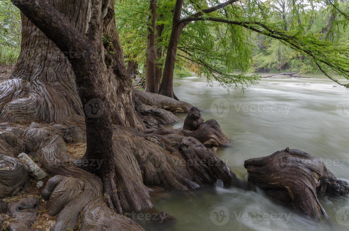 Roots of bald cypress trees seeming to flow into the river. photo