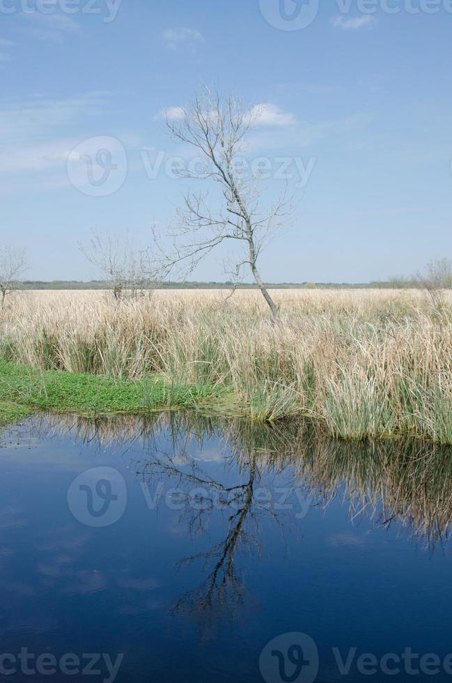 A bare tree reflected in a pond on an early spring day in Brazos Bend State Park. photo