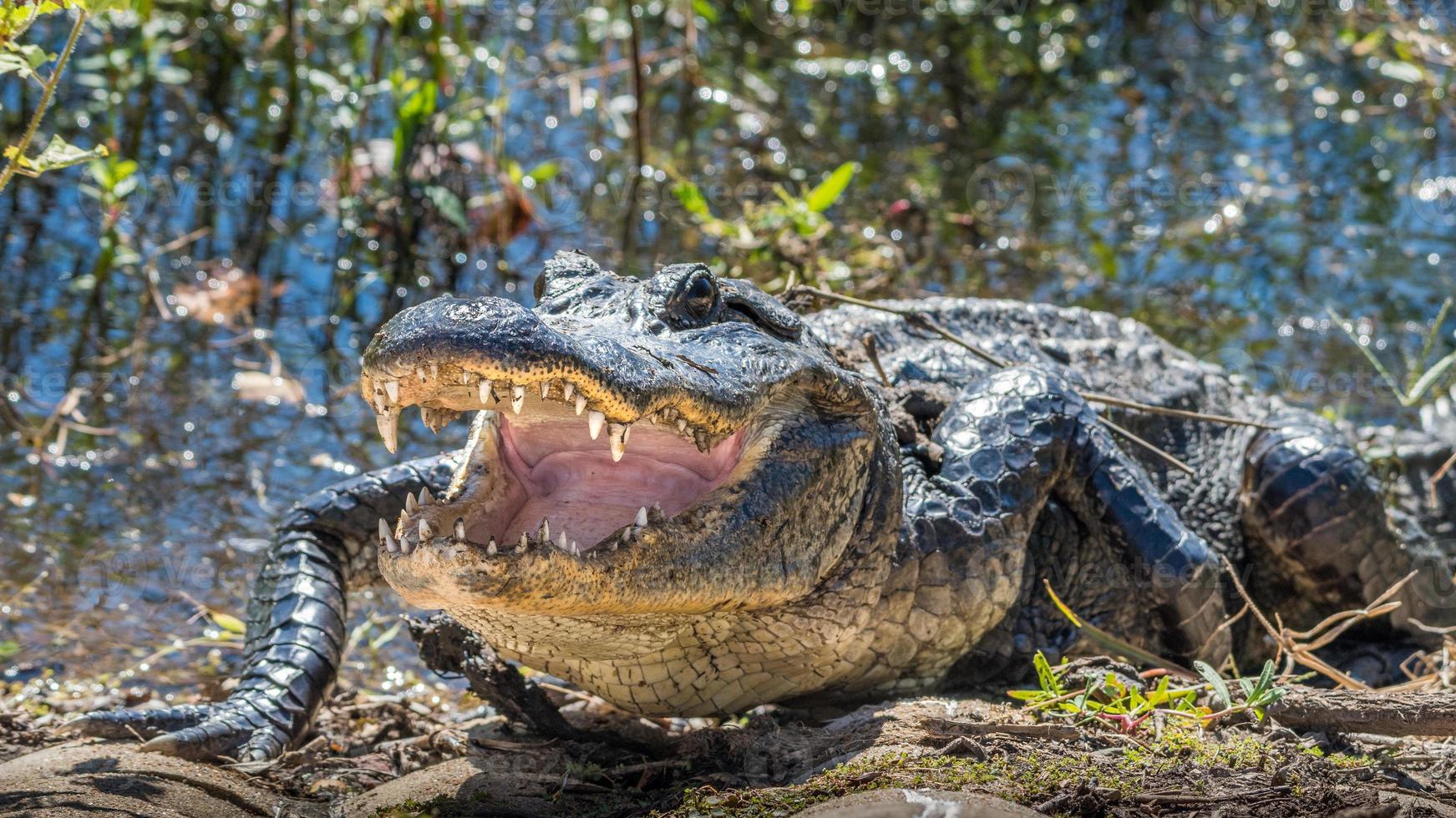 An American alligator resting at the edge of the water with its mouth open. photo