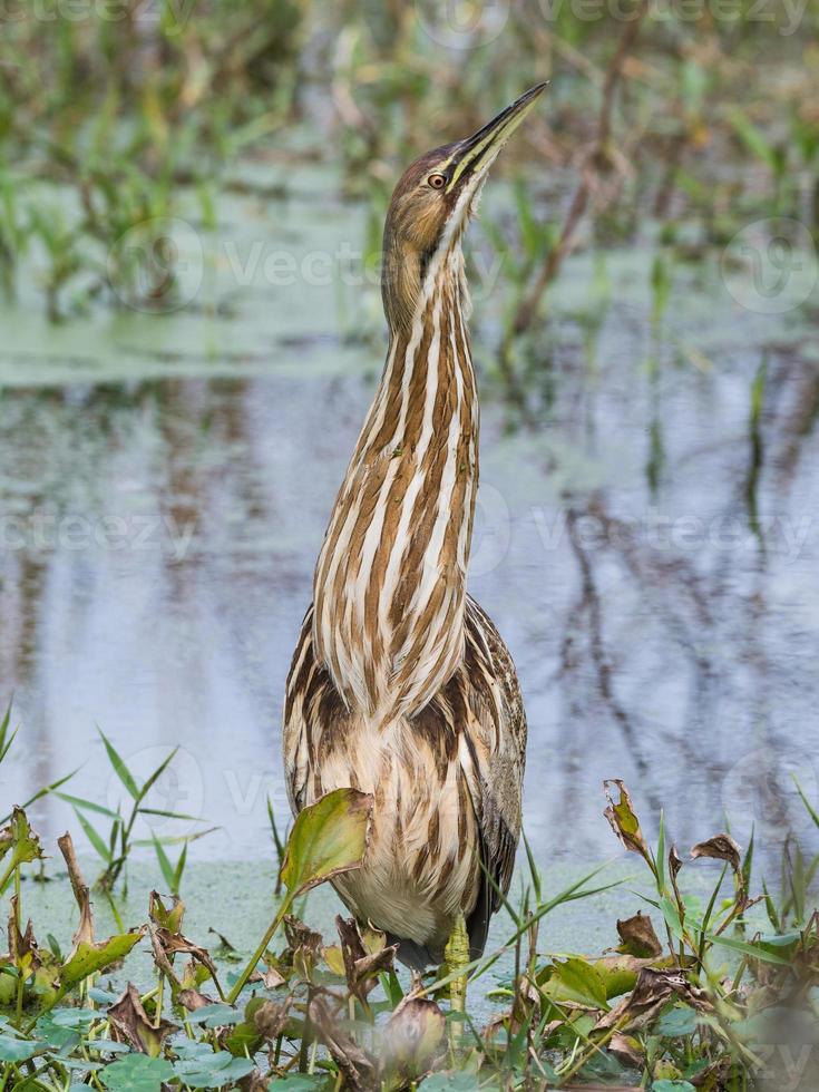 An American bittern with its long neck stretched out and the pattern of its feathers showing. photo