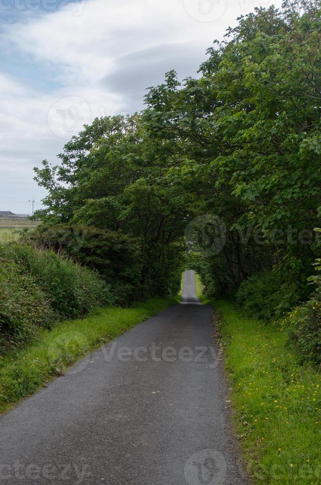 un camino estrecho que pasa a través de un túnel verde de árboles en orkney. foto