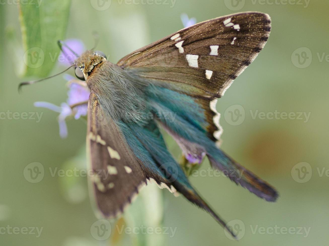 primer plano de una alimentación de mariposa patrón de cola larga. foto