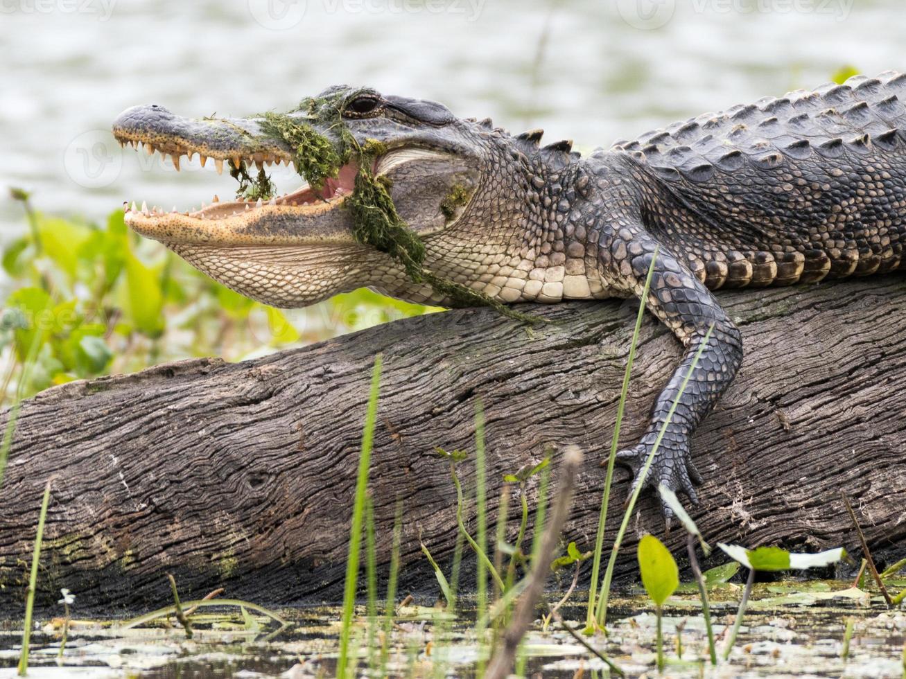 A young American alligator resting on a log in a lake in Brazos Bend Park in Texas. photo