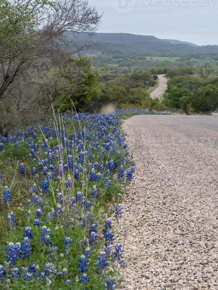 Bluebonnets growing along a country road on a spring day in Texas. photo