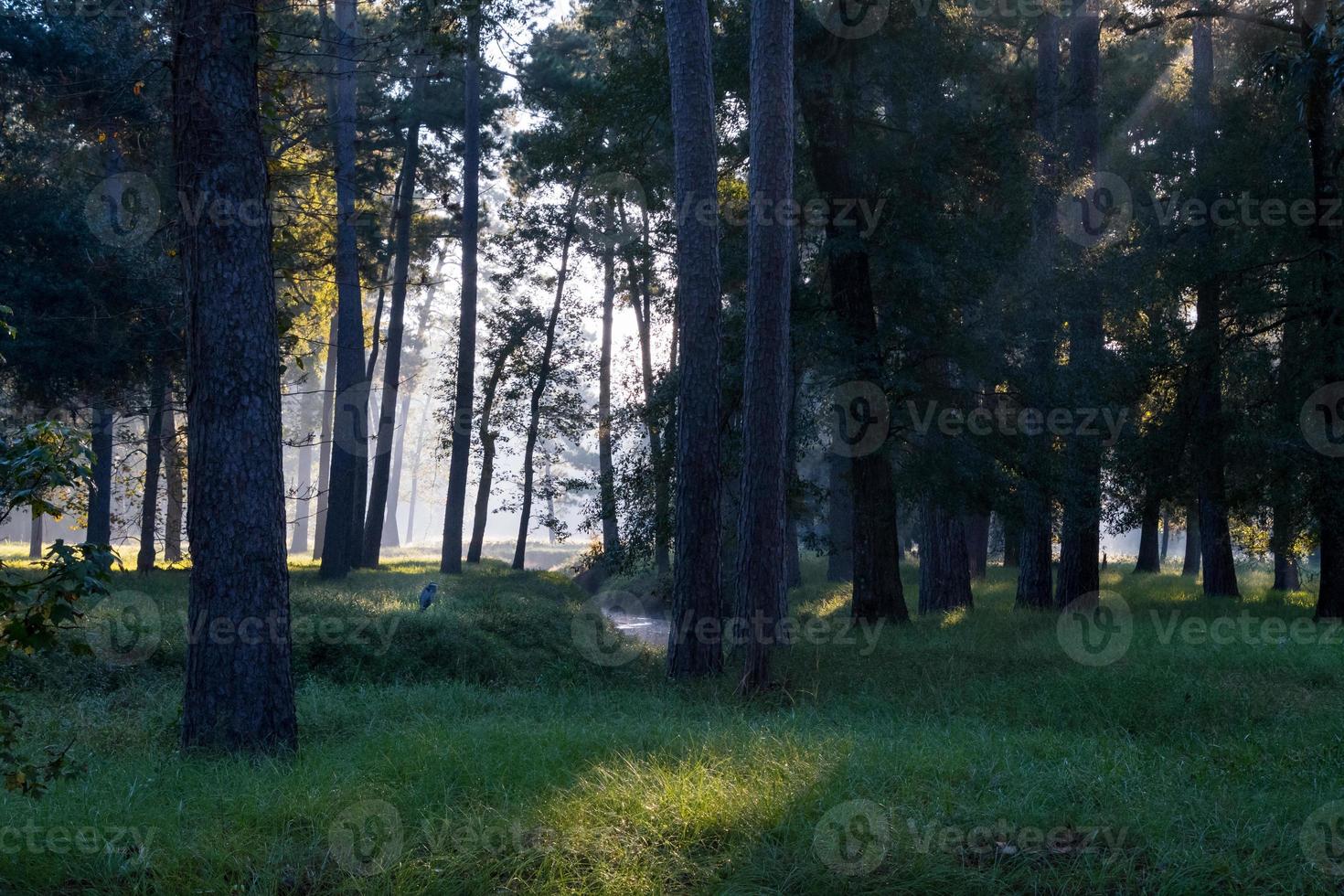 el sol llega a través de los árboles hasta el suelo del bosque en el bosque de pinos del este de texas. foto