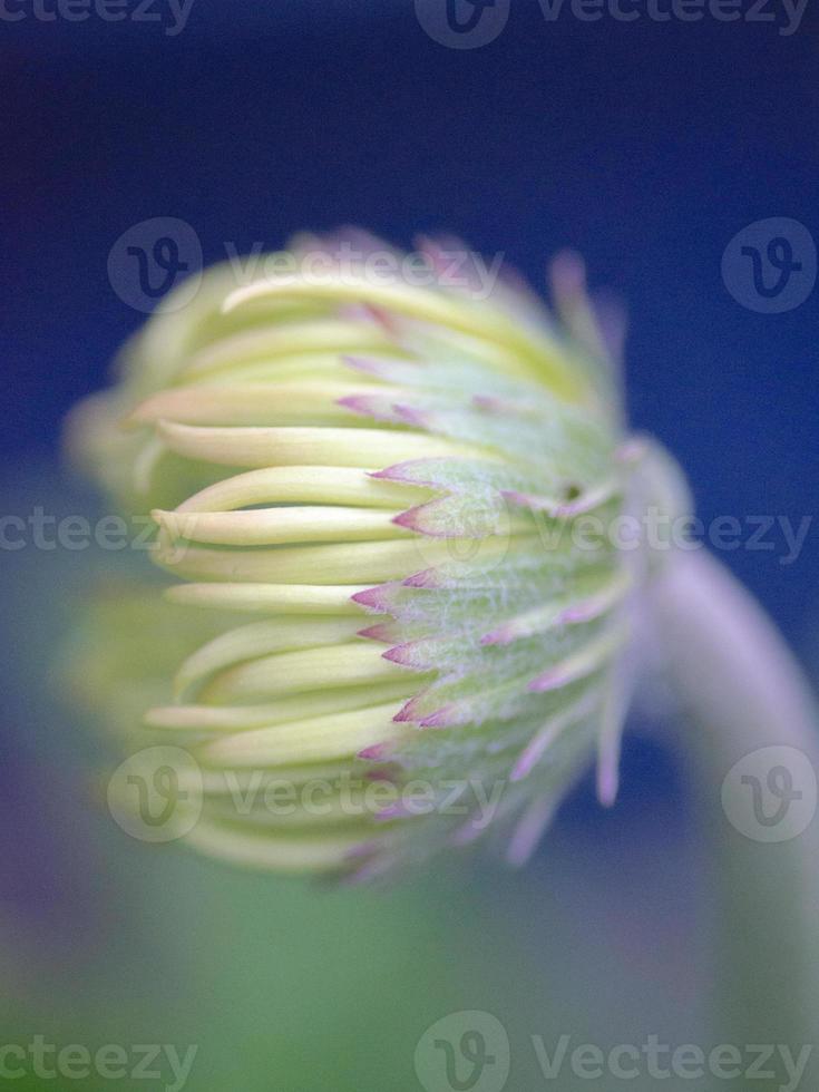 The opening bud of a yellow gerbera daisy. photo