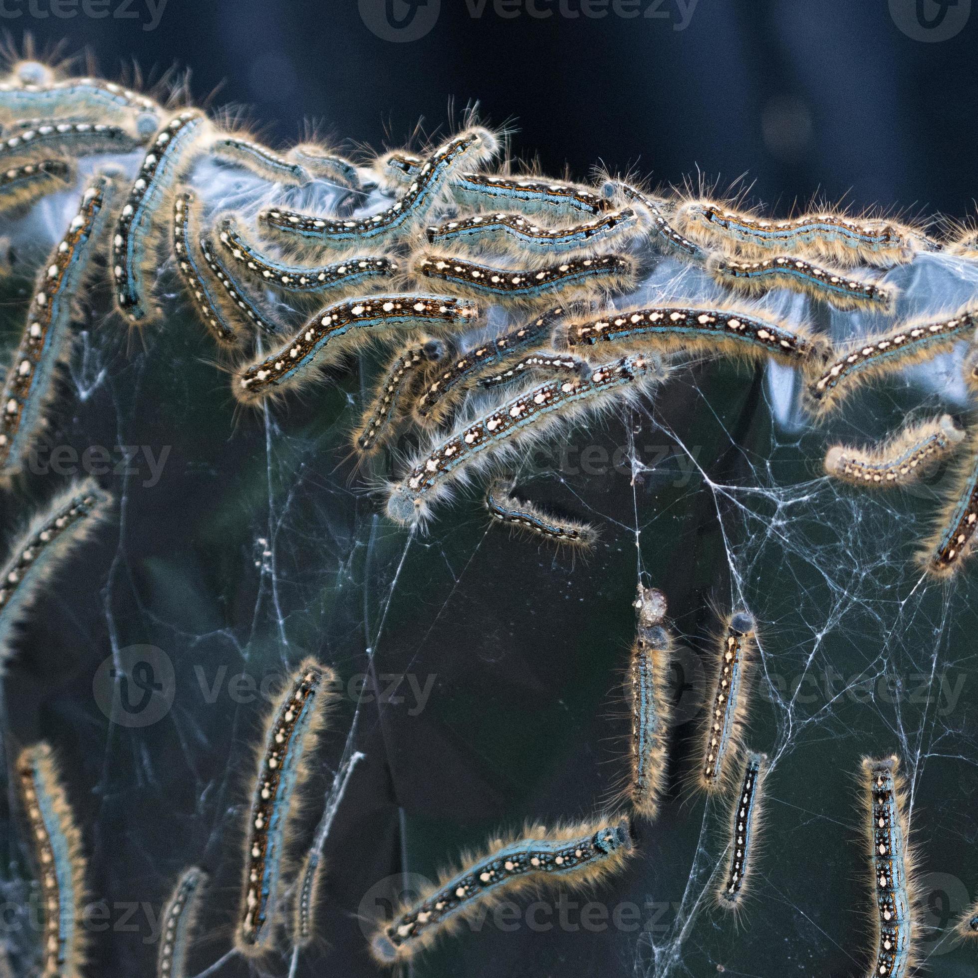 The forest tent caterpillars, malacosoma disstria, are social and