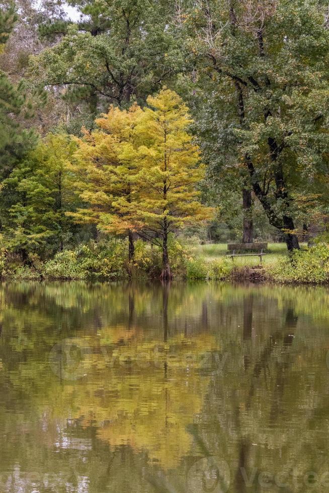 Cypress trees reflected on the surface of a pond. photo