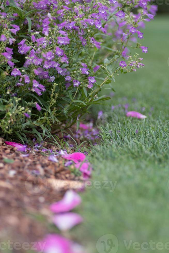 A ground level view of rose petals on the grass. photo