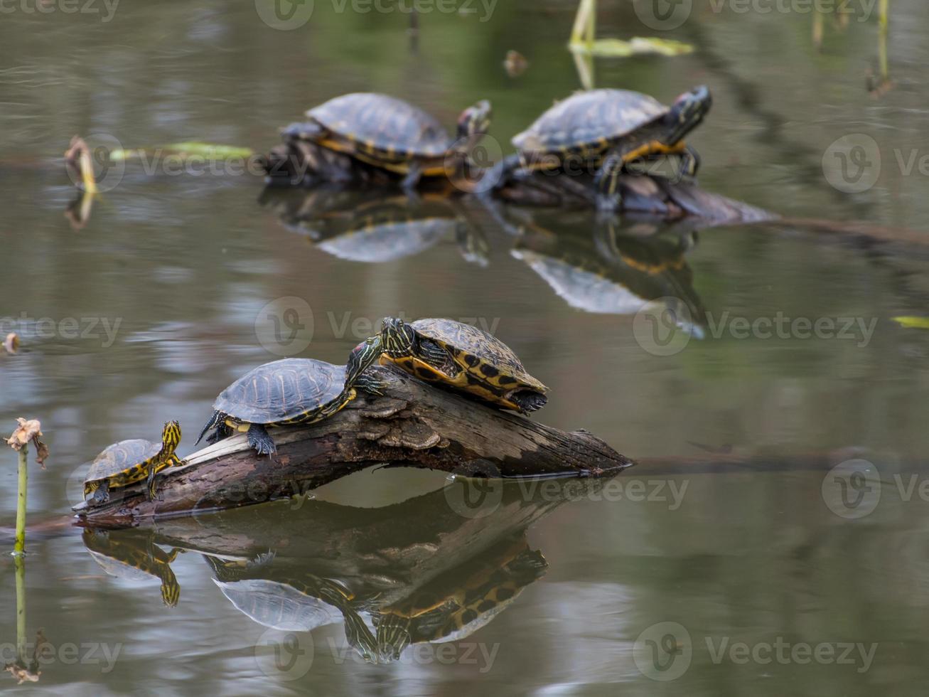 tortugas deslizantes de orejas rojas tomando el sol en troncos en un estanque, sus reflejos aparecen en el agua debajo. foto