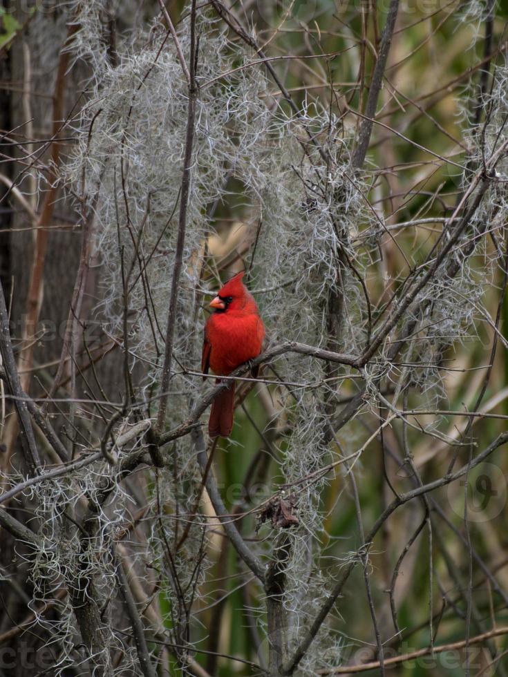 A male northern cardinal in front of spanish moss. photo