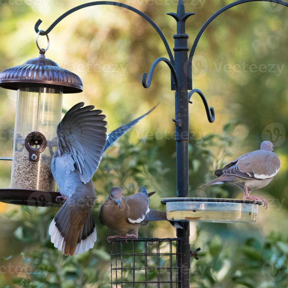 A trip of white-winged doves at the bird feeder. photo