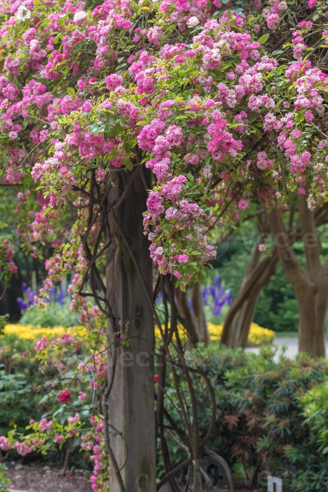 A climbing pink rose covering an arbor in a garden. photo