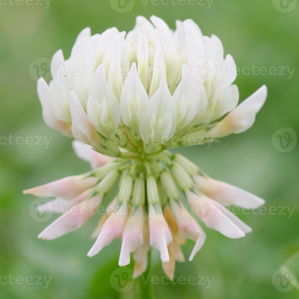 Close-up of a white clover flower tinted with green and pink. photo