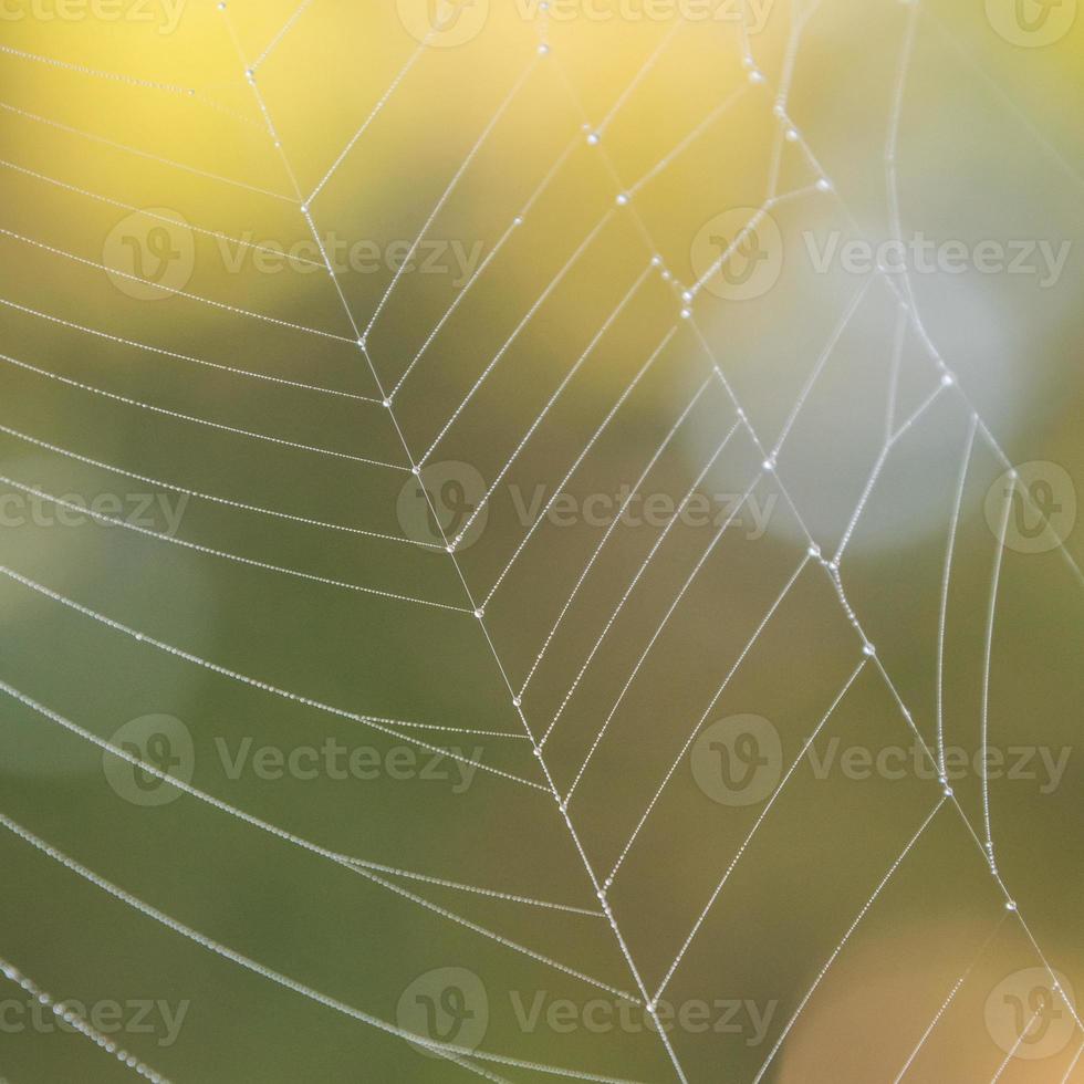 Dew covering the strands of a spider web. photo