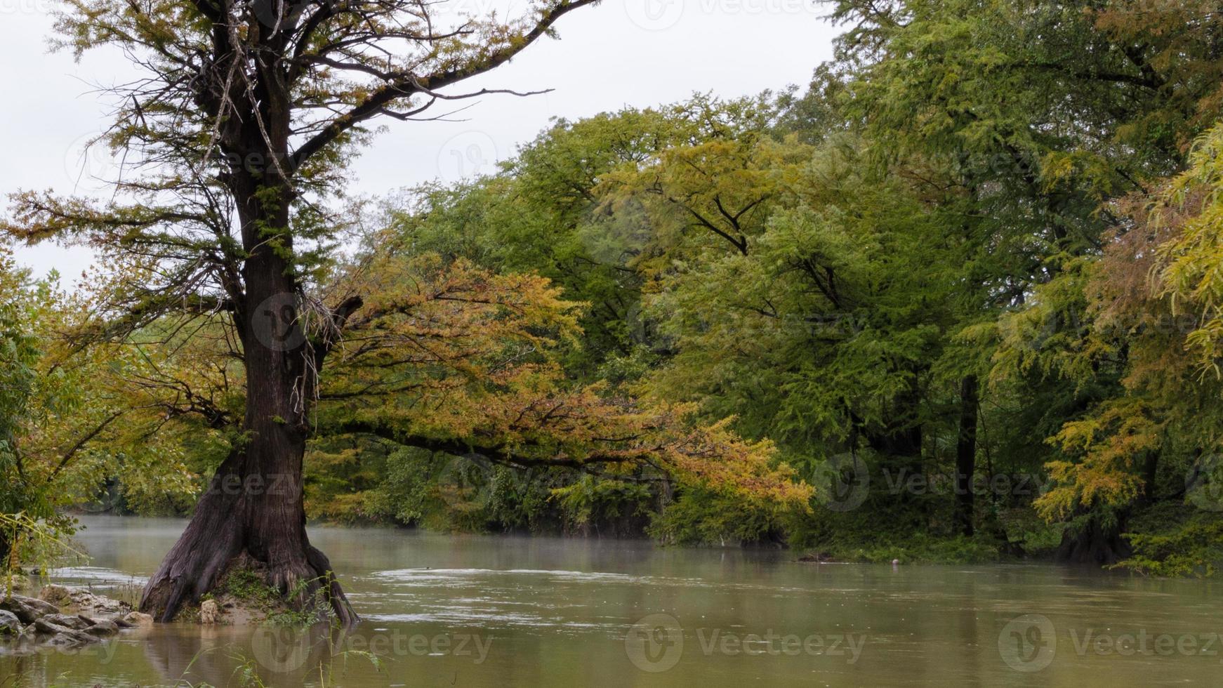 A bald cypress with its roots in the river after a heavy rain fall. photo