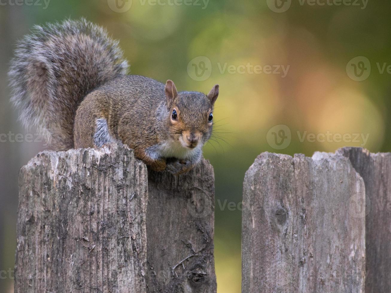 A squirrel sits on an old wooden fence and looks at the camera. photo