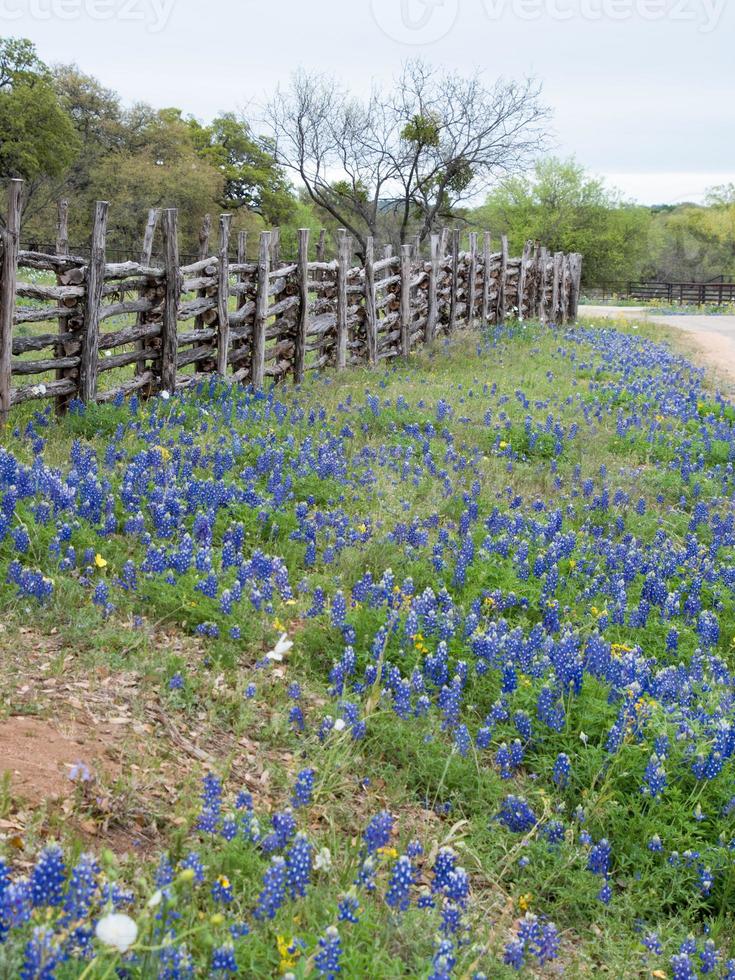 Bluebonnets growing between a country road and a cedar post and rail fence. photo