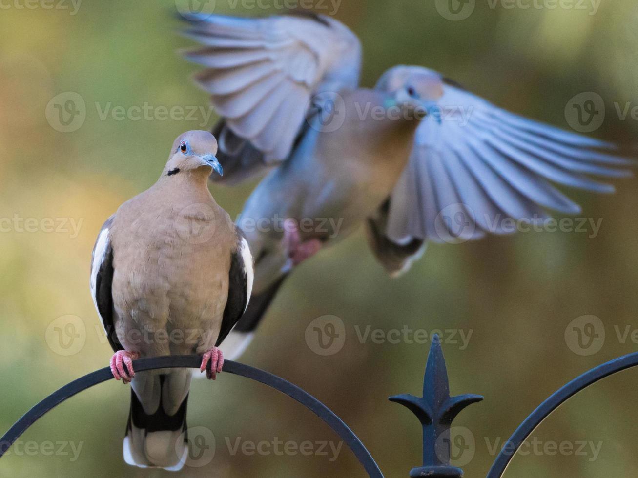 A pair of white-winged doves at the feeder, one perched, the other coming in to land. photo