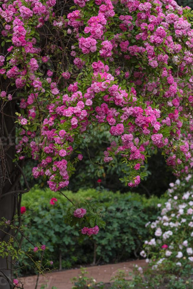 una rosa trepadora cubierta de flores rosadas que cubren el camino del jardín. foto