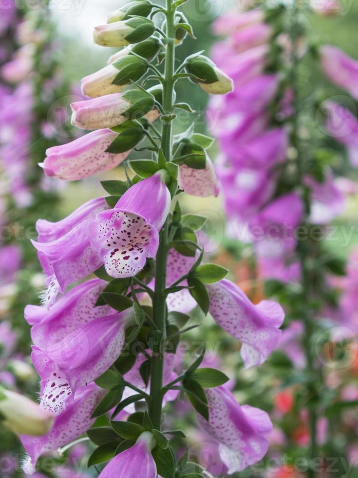 Foxglove, digitalis, growing in a spring garden. 11338360 Stock Photo