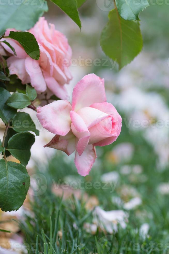 The blooms of a pink shrub rose dropping its petals onto the grass