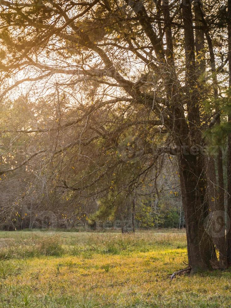 Golden morning light through the bare branches of trees in winter. photo