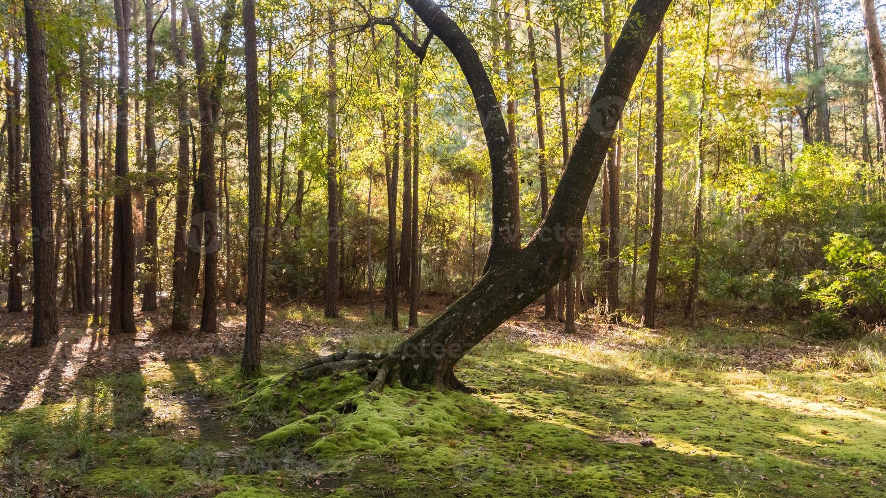 The moss-covered floor of a clearing in the forest. photo