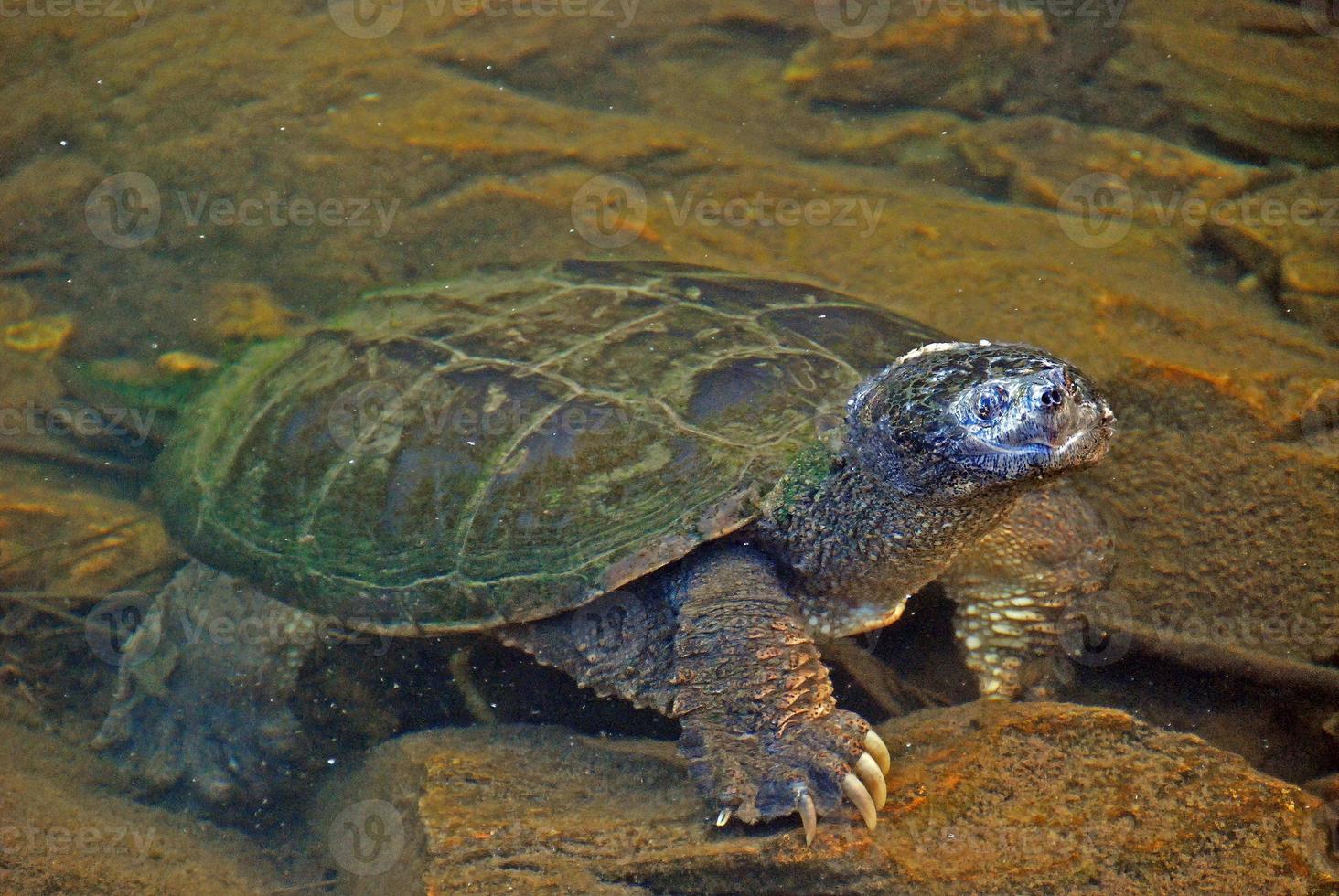 Large Snapping Turtle Emerging from the Water photo