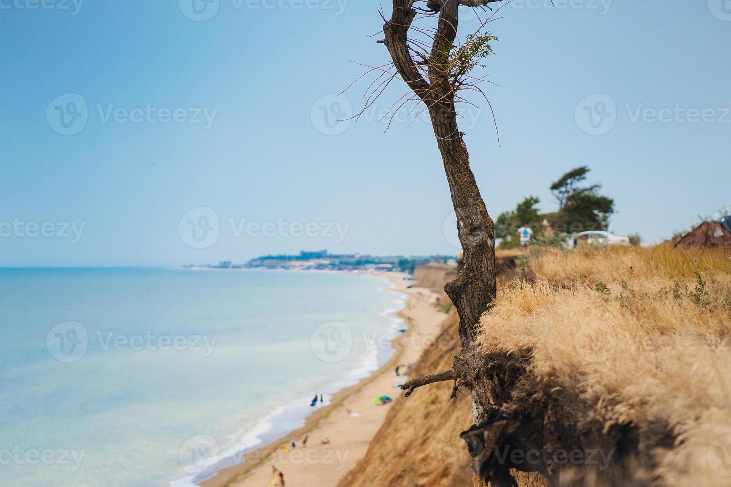 tree on a cliff above the ocean photo