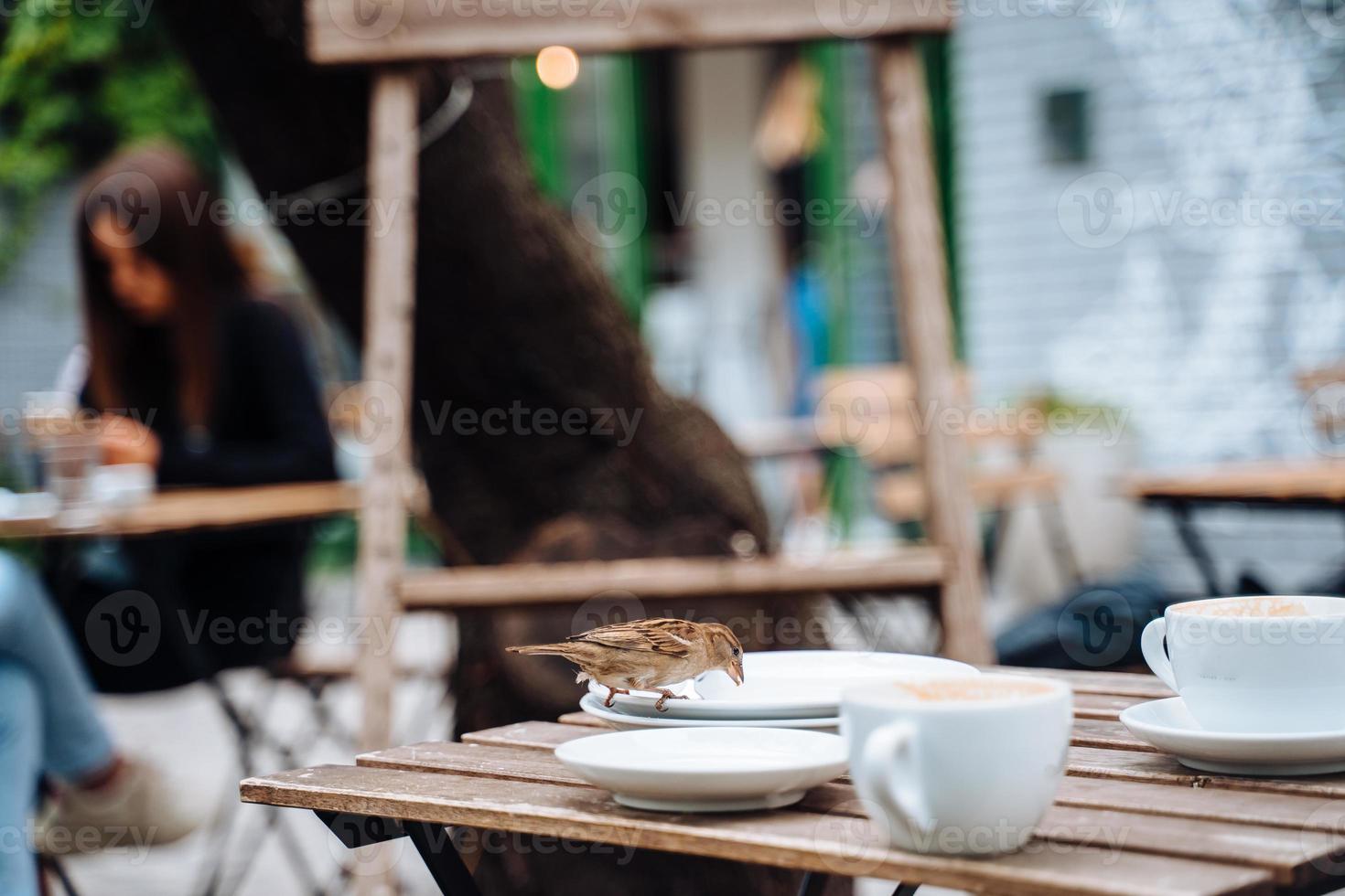 pájaro en la ciudad. gorrión sentado en la mesa en un café al aire libre foto