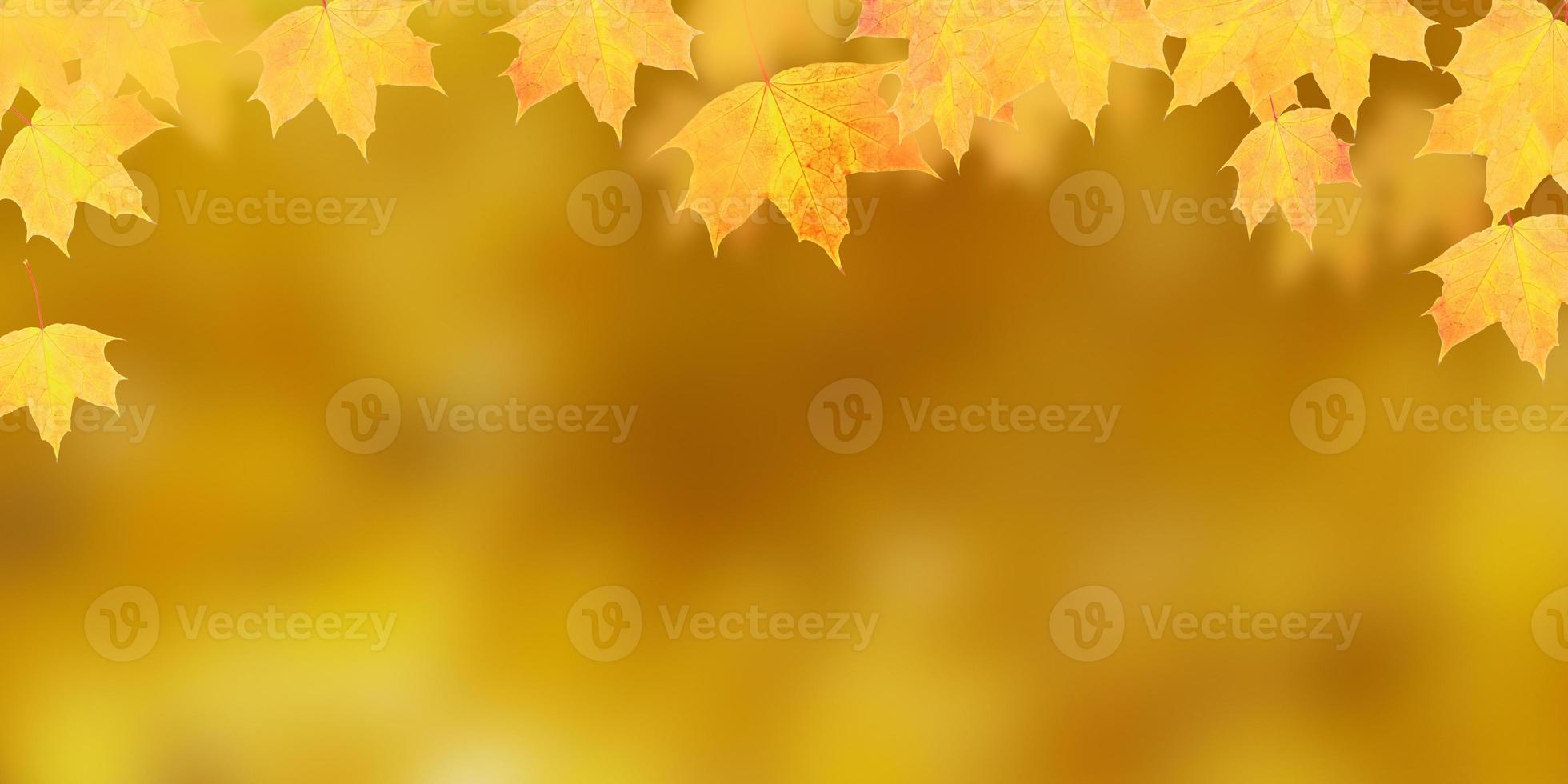 Yellow-orange maple leaves on orange background with copy space. Banner format photo