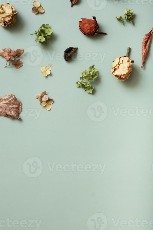 Autumn composition flat lay with pattern from dried hydrangea flowers, roses and petals on pastel green colored background. Top view, copy space photo