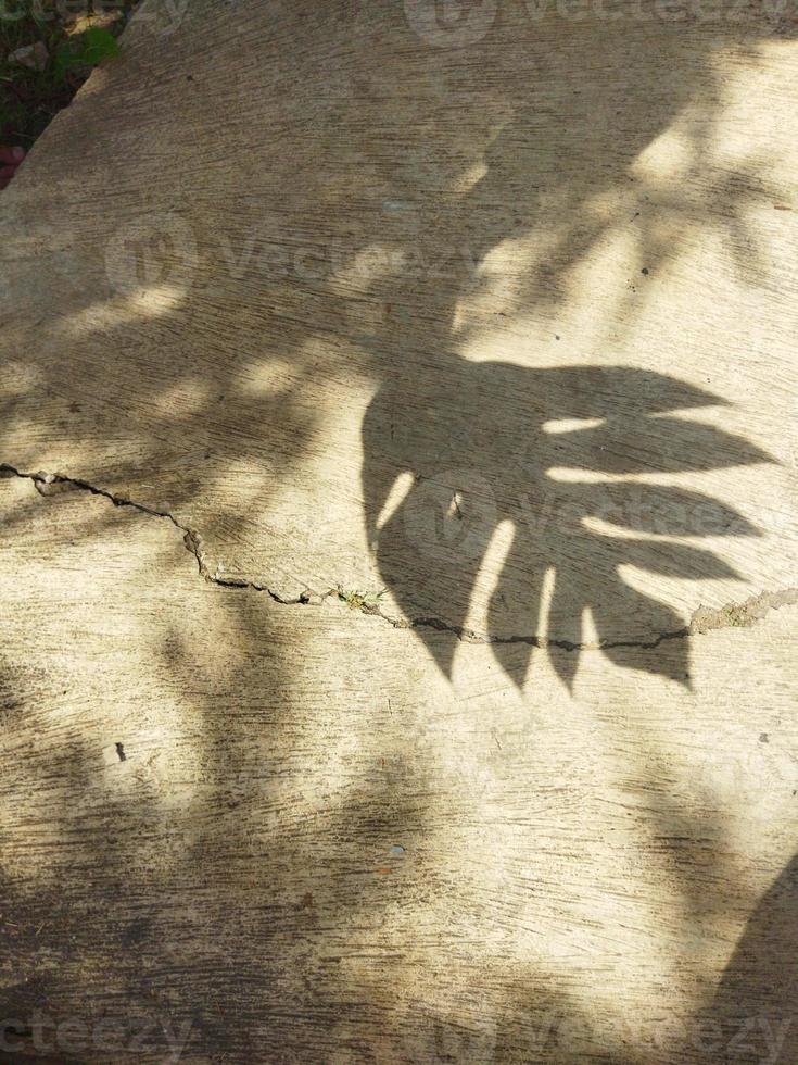 Leaf shadow on the ground photo