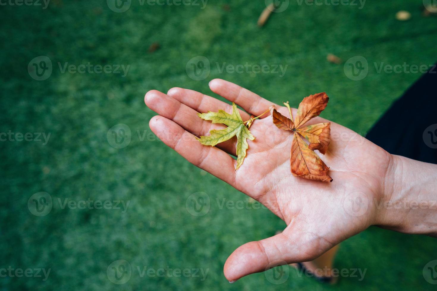 Yellow autumn leaves in the palm of a girl. photo
