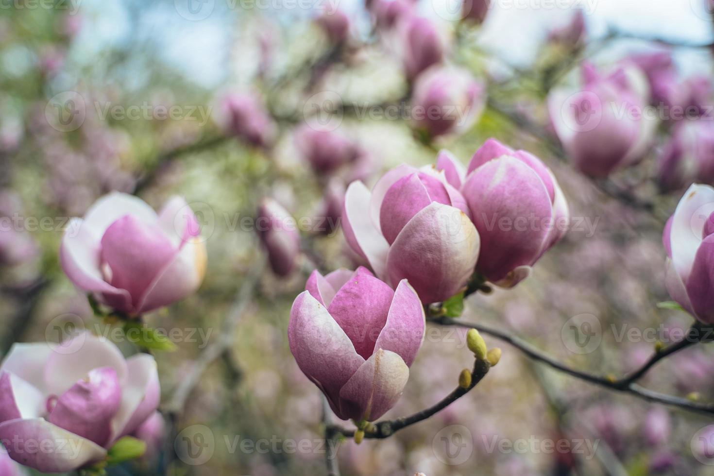 Flowers of pink magnolia. Magnolia tree blossom photo