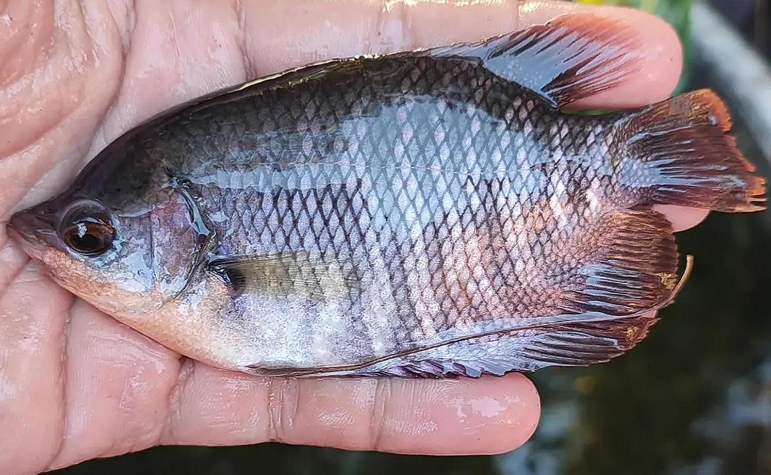 superior carp seeds are ready for sale photo